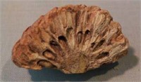 Pine cone fossil, argentina