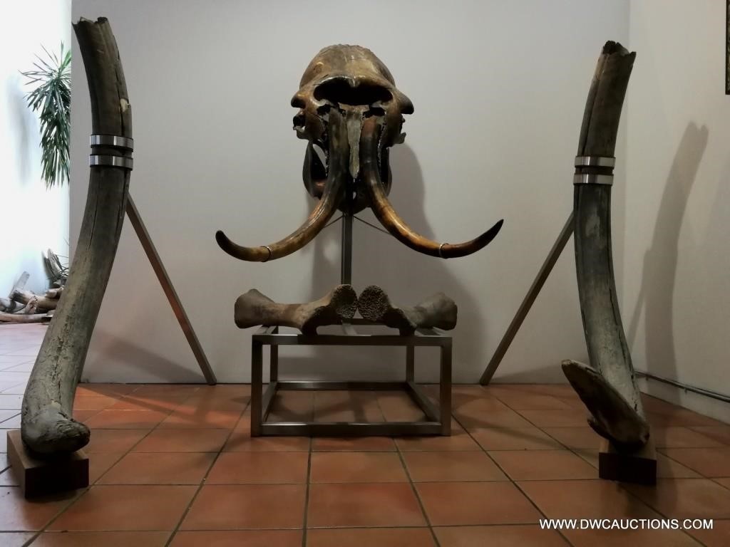 Authentic Captivating Mammoth Display