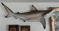 60” Fiberglass black tip shark mount