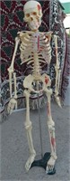 Human Skeleton Anatomical Model Teaching 33"h