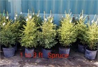 Spruce Trees 2 to 3ft.  potted