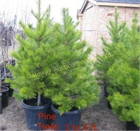 Pine Trees 3 to 4ft. potted