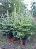 Spruce trees  3 to 4ft potted