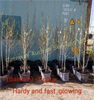 (Balsam) Poplar  Trees 3 to 4ft.  Potted