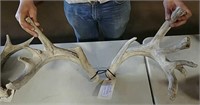 Whitetail Deer Sheds