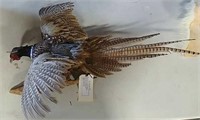 Flying Ringneck Pheasant