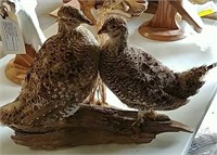 Pintail Grouse