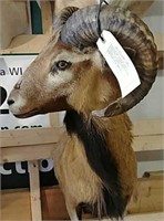 Corsican Ram