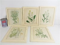 5 lithographies encadrées de plantes