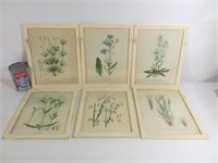 6 lithographies encadrées de plantes