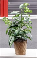 Artificial Potted Plant Never Need Watering!