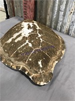 Turtle shell, 24 inches long