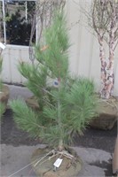 4 ft Red Pine Tree