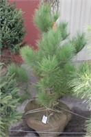 4 ft Red Pine Tree