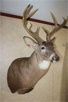 White Tail Deer Mount, Heavy Base 7 Points