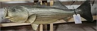 Striper (Striped Bass)