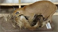Caracal Cat w/Spring Hare