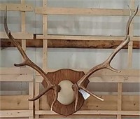 Elk Antlers on Oak Plaque