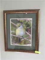 Nice Framed Photograph of Songbird