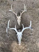 Pair of Whitetail deer mounts
