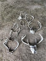 8 sets of whitetail deer horns