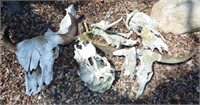 Steer Skulls - Antlers - Dead Stuff