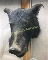 Taxidermy Boar Head Mount