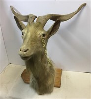 Taxidermy Goat  Shoulder Mount