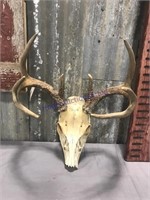 Deer antlers and skull