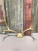 Set of deer antlers, 23 inches wide