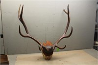 6x6 Elk Antler Mount