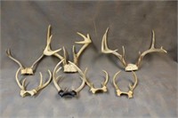 Assorted Antlers