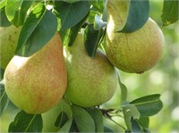 (19) Comice Pear Trees on OHXF-97