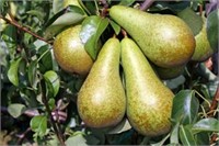(11) BOSC Pear Trees on OHXF-97