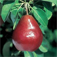 (100) 3/8" Columbia Red D'Anjou Pear Trees