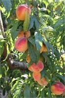 (20) Bareroot Fruit Trees