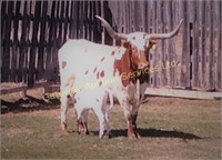 SQUAW COULEE MS DOT 2009 COW  w/ CALF AT SIDE