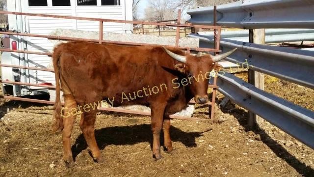 Gateway Spring Horse & Longhorn Auction May 5, 2018