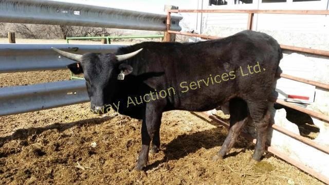 Gateway Spring Horse & Longhorn Auction May 5, 2018