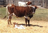 JRJ SPECIALDOT  2015 COW  w/ CALF AT SIDE