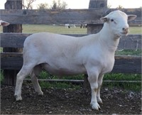 Smalley Livestock/Ray Smalley - Smalley 570 - Sub