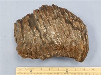 9" mammoth tooth      (3)