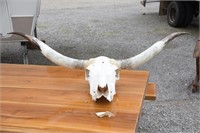 COW SKULL WITH HORNS