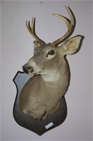 4 pt spike buck White tail deer mount
