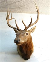 Enormous Elk trophy mount