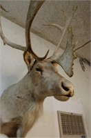 Fantastic Caribou trophy mount