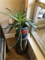 Aloe Vera Plant & Plantstand