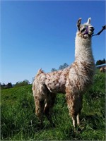 Cascade Llama Auction