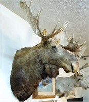 Record size Moose trophy Mount
