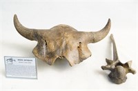 Prehistoric Bison Skull and Vertebrae